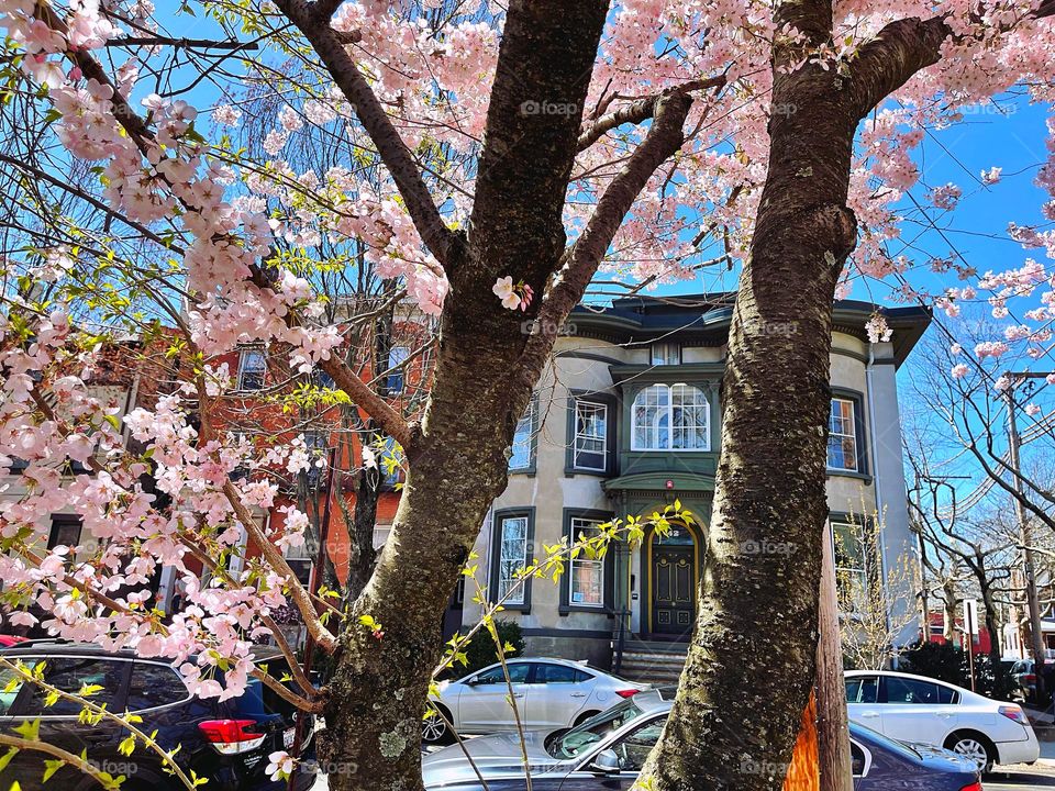 Victorian house seen through cherry blossoms 