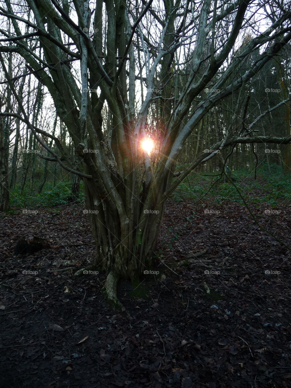 sunlight through coppice