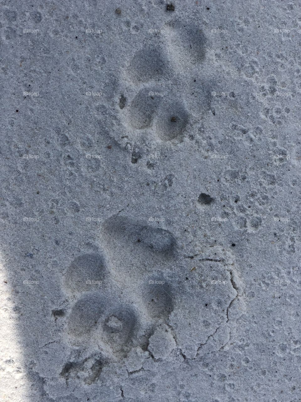Pawprints in the sand