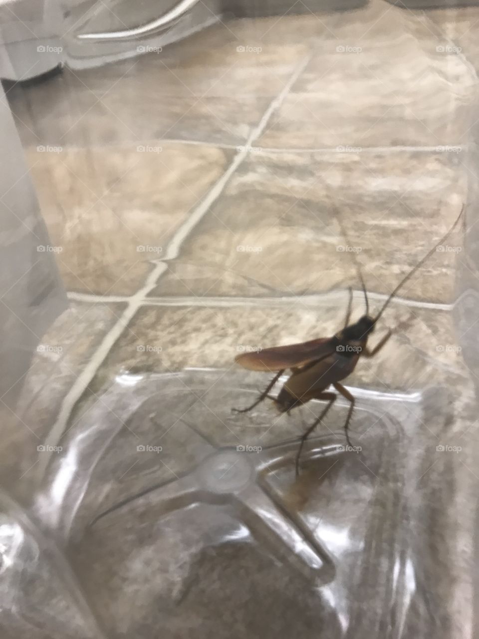 Cockroach with wings expanded