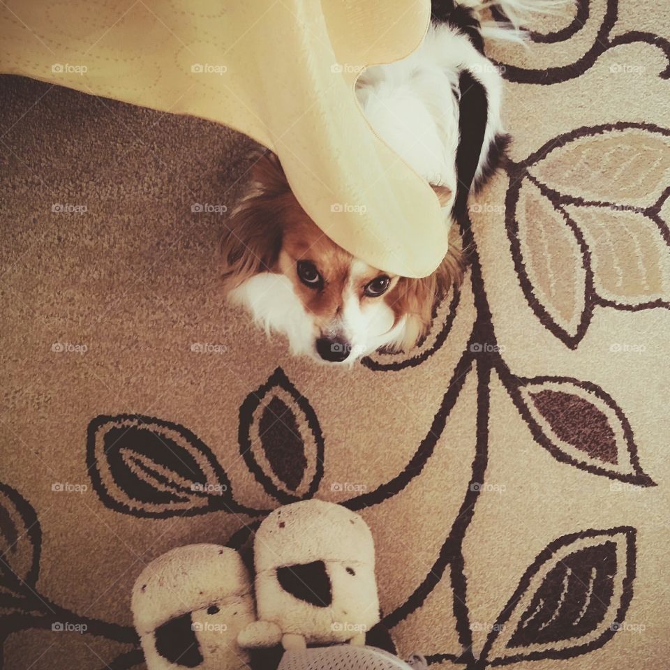 Papillon puppy dog greeting a woman in cow house shoes in the morning