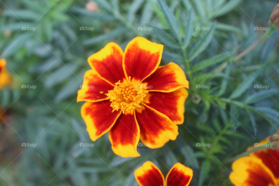 flowers with interesting colors up close