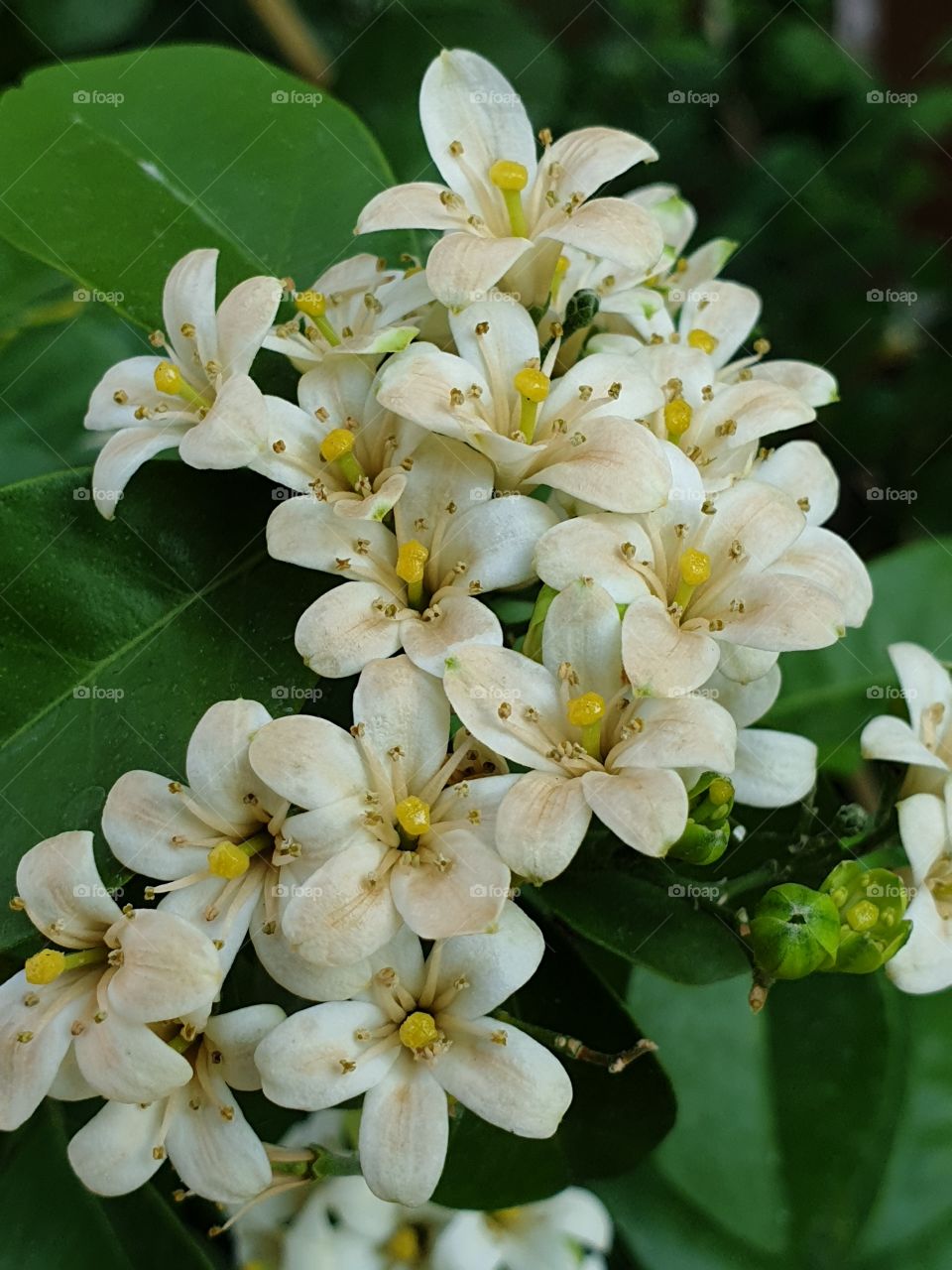 the beautiful flowers