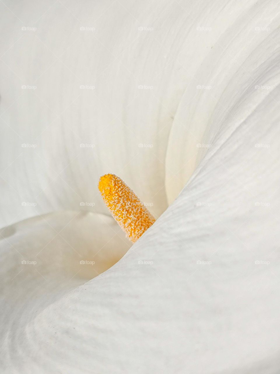 Soft and elegant curves of a white calla lily with its yellow stamen peeking out from the folds of the pearly white petals on a beautiful spring day