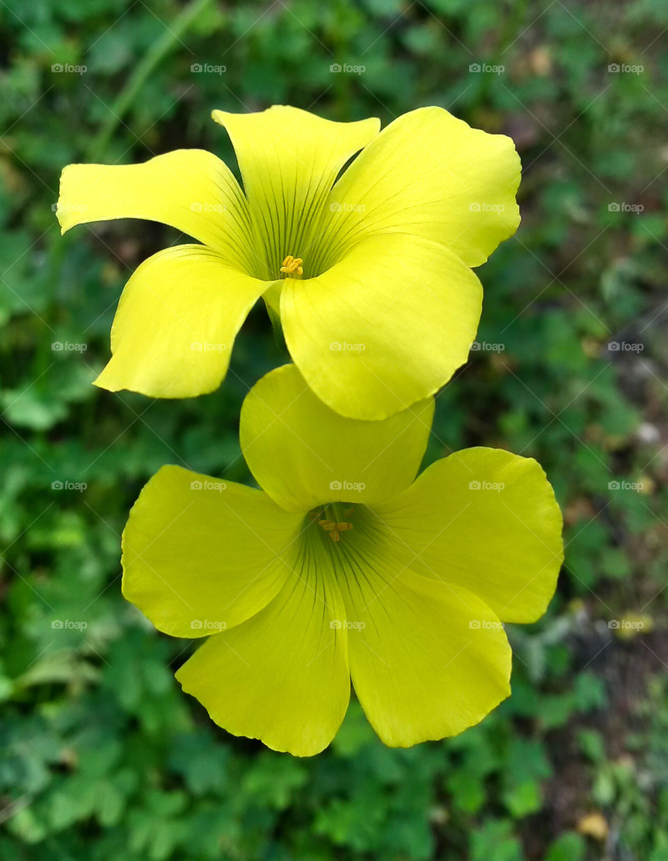 yellow flowers