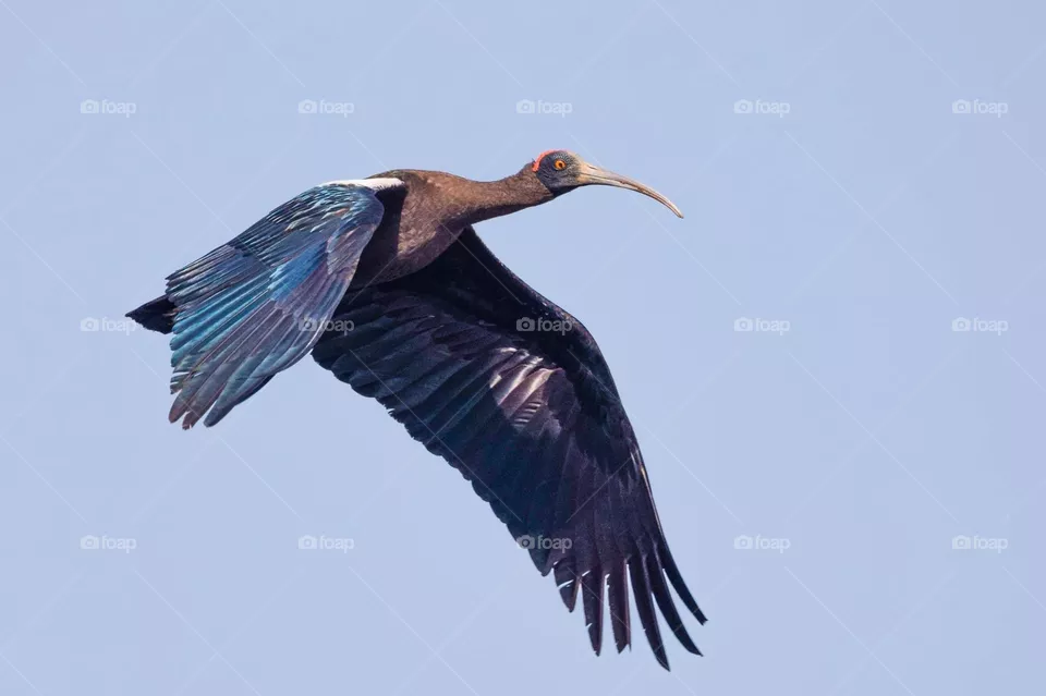 Fly high