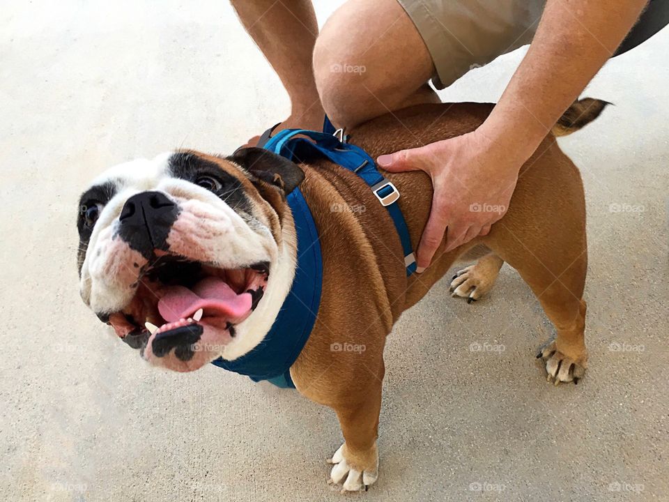 Happy,smiling Bulldog.