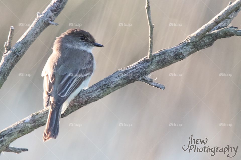 Eastern Phoebe