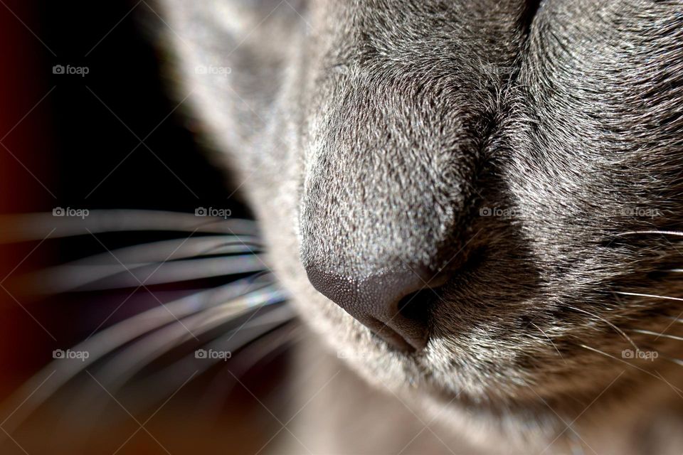 cat's nose