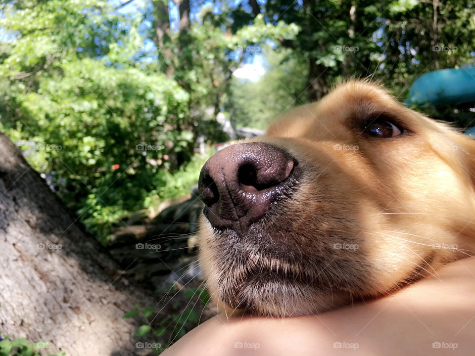 Golden retriever dog in nature