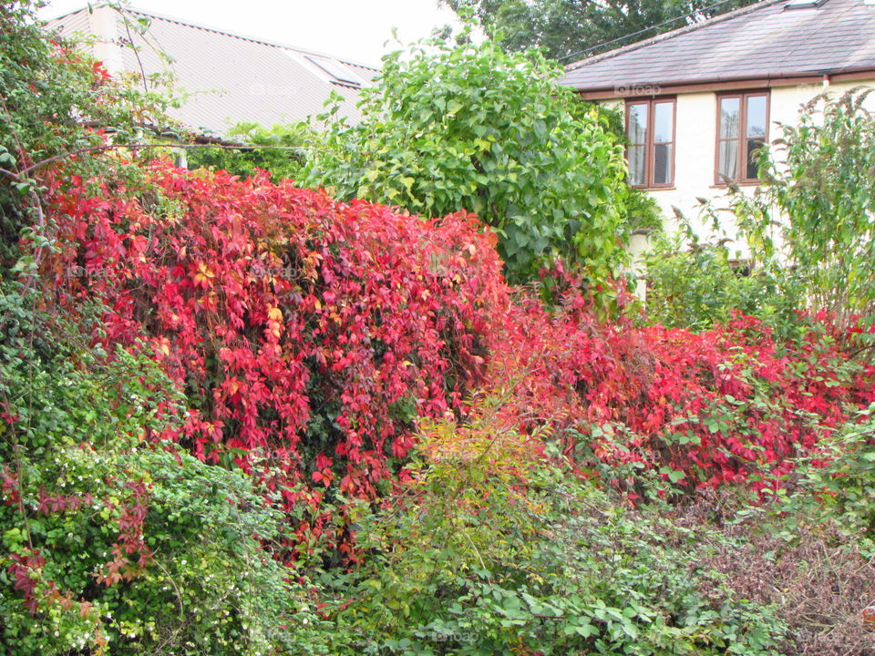 red covered wall