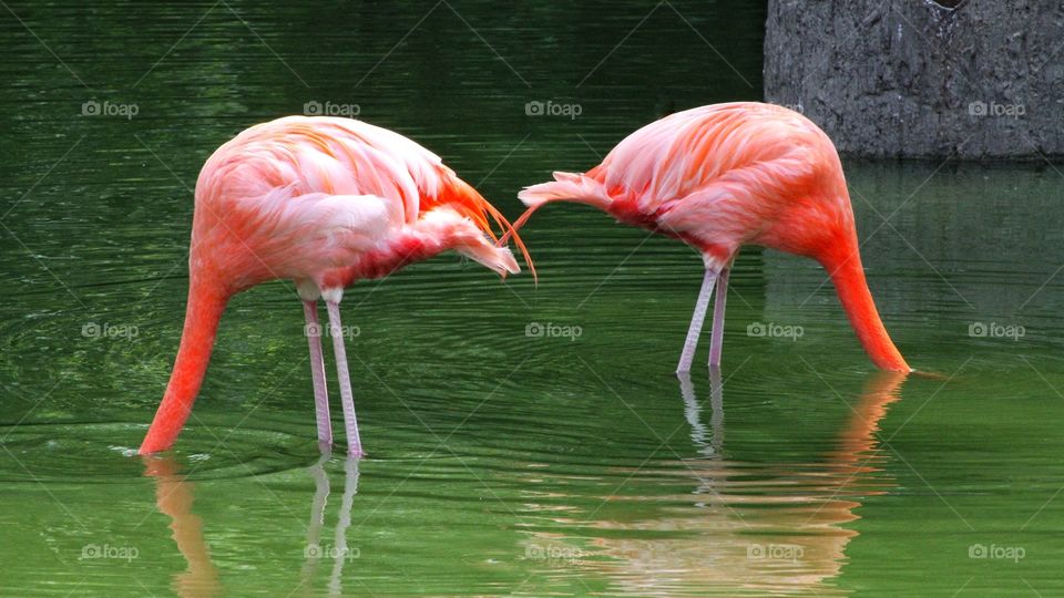 Flamingos 