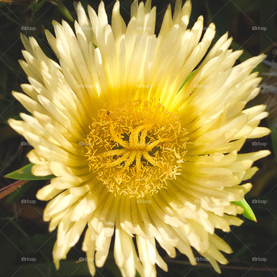 The yellow flower with delicate petals of the hottentot fig plant