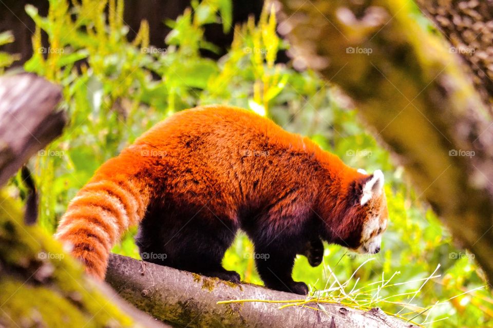 Red panda. Cute panda looking for food