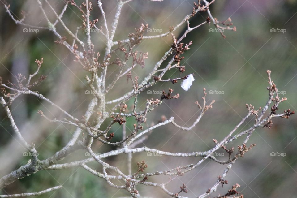 feather after the falcon attack :)