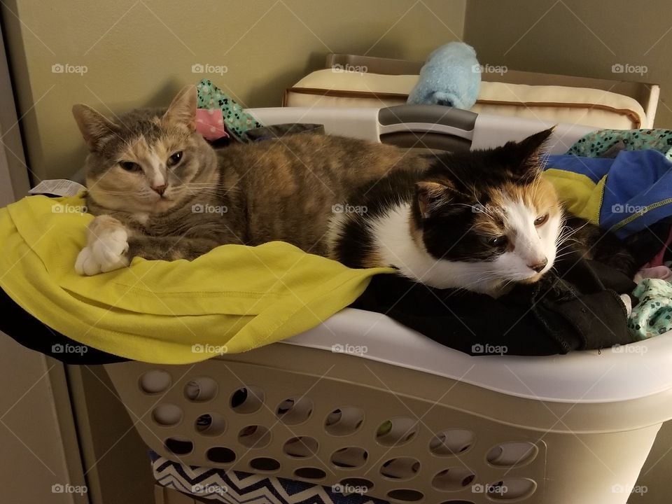 cats sleeping on clean laundry