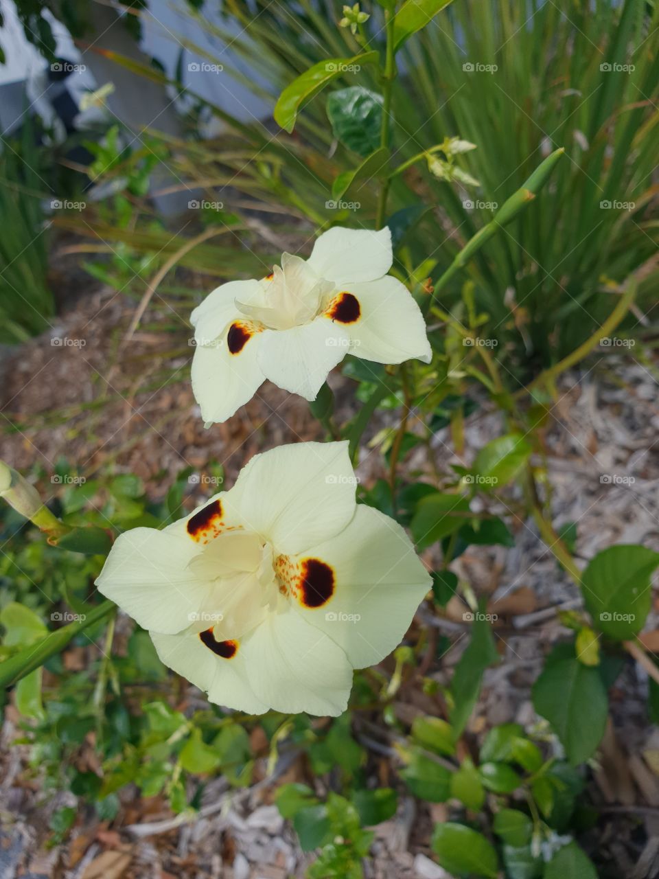 Yellow garden flower