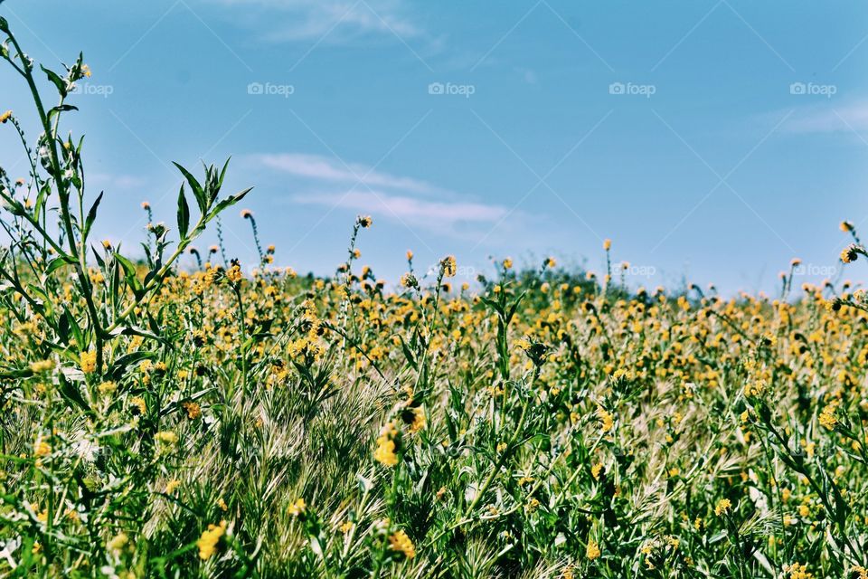 Yellow Field 