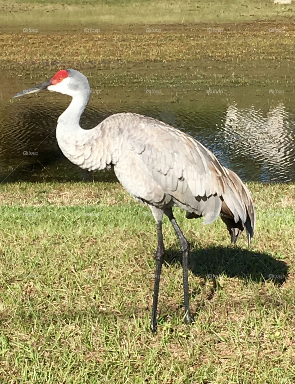 Crane on the pond 