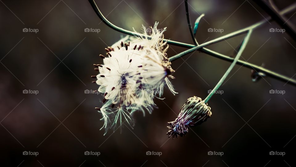 White Flower of Spring 
