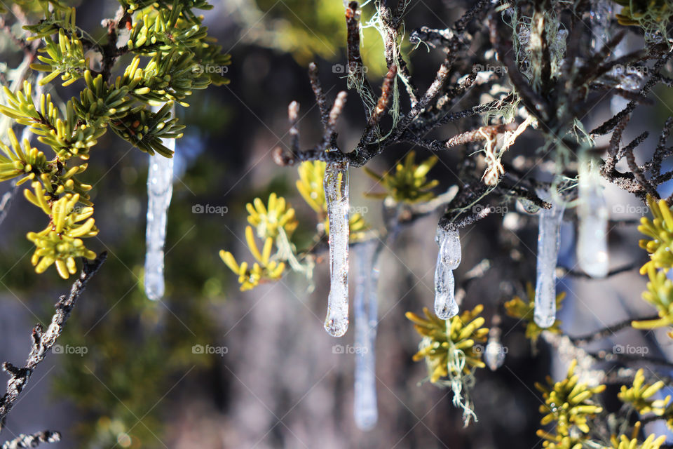 Icicles on a branch