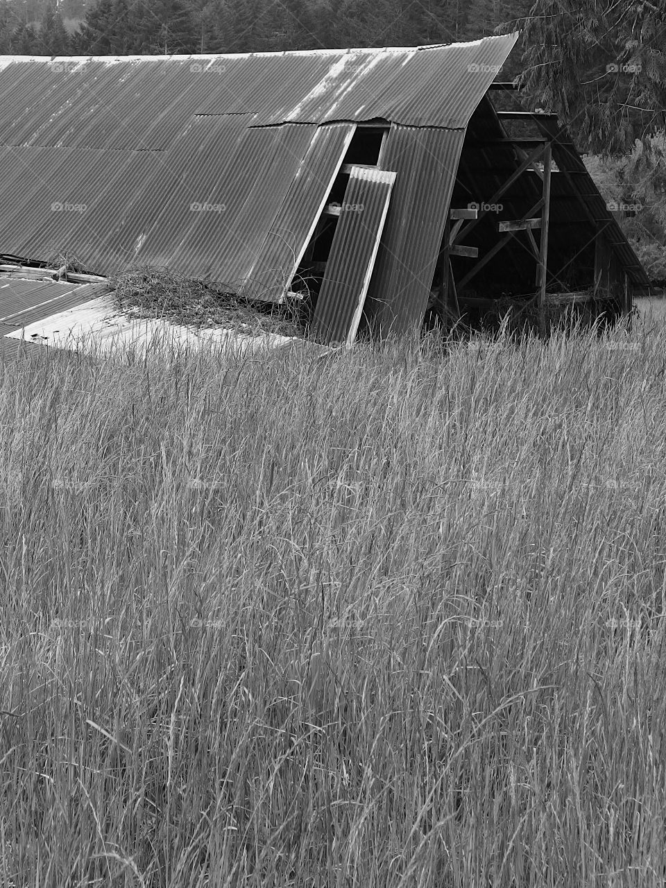 An old weathered barn in the fields in the rural countryside of Oregon.