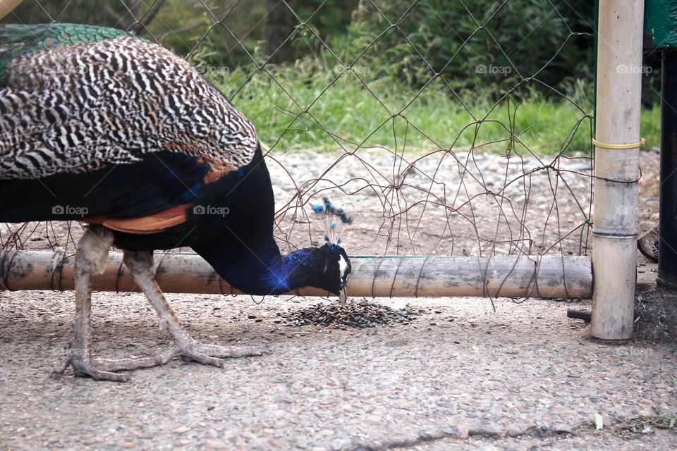 Peacock feeding
