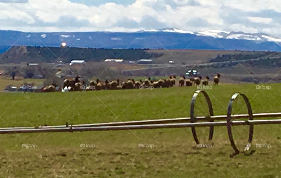 Running Elk Herd