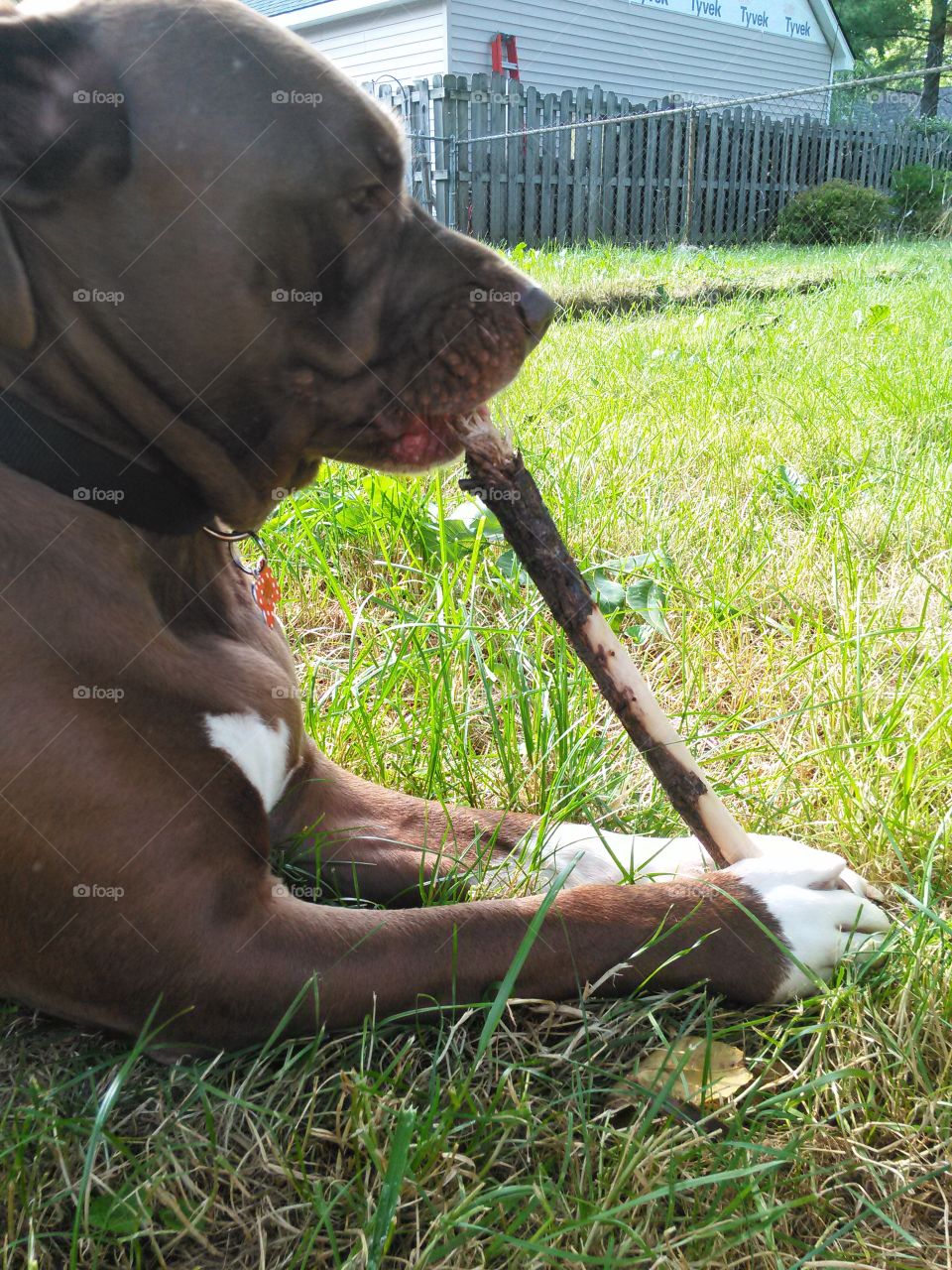 Dog and a Stick. large brown dog, outside  chewing on a large stick.