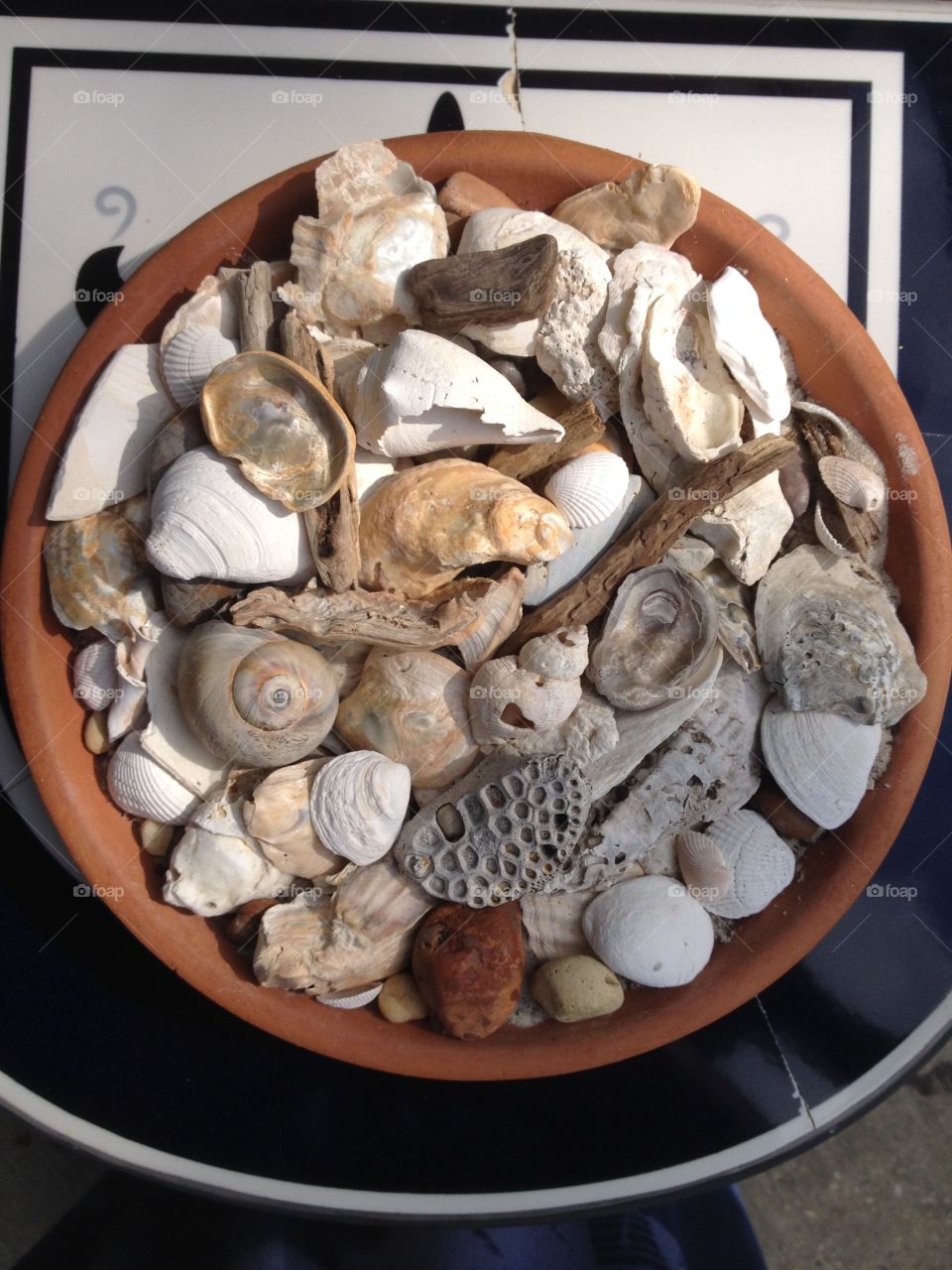 Gulf Coast Shells