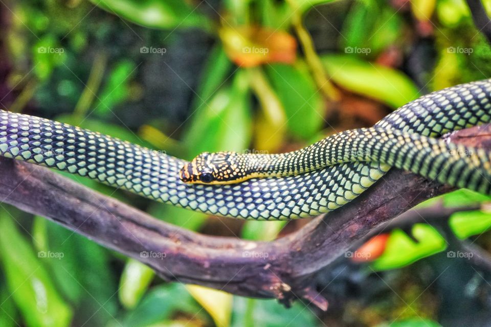 Snake Coiled In A Tree