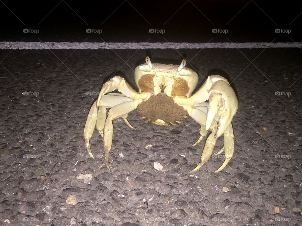 Why did the crab cross the road? 