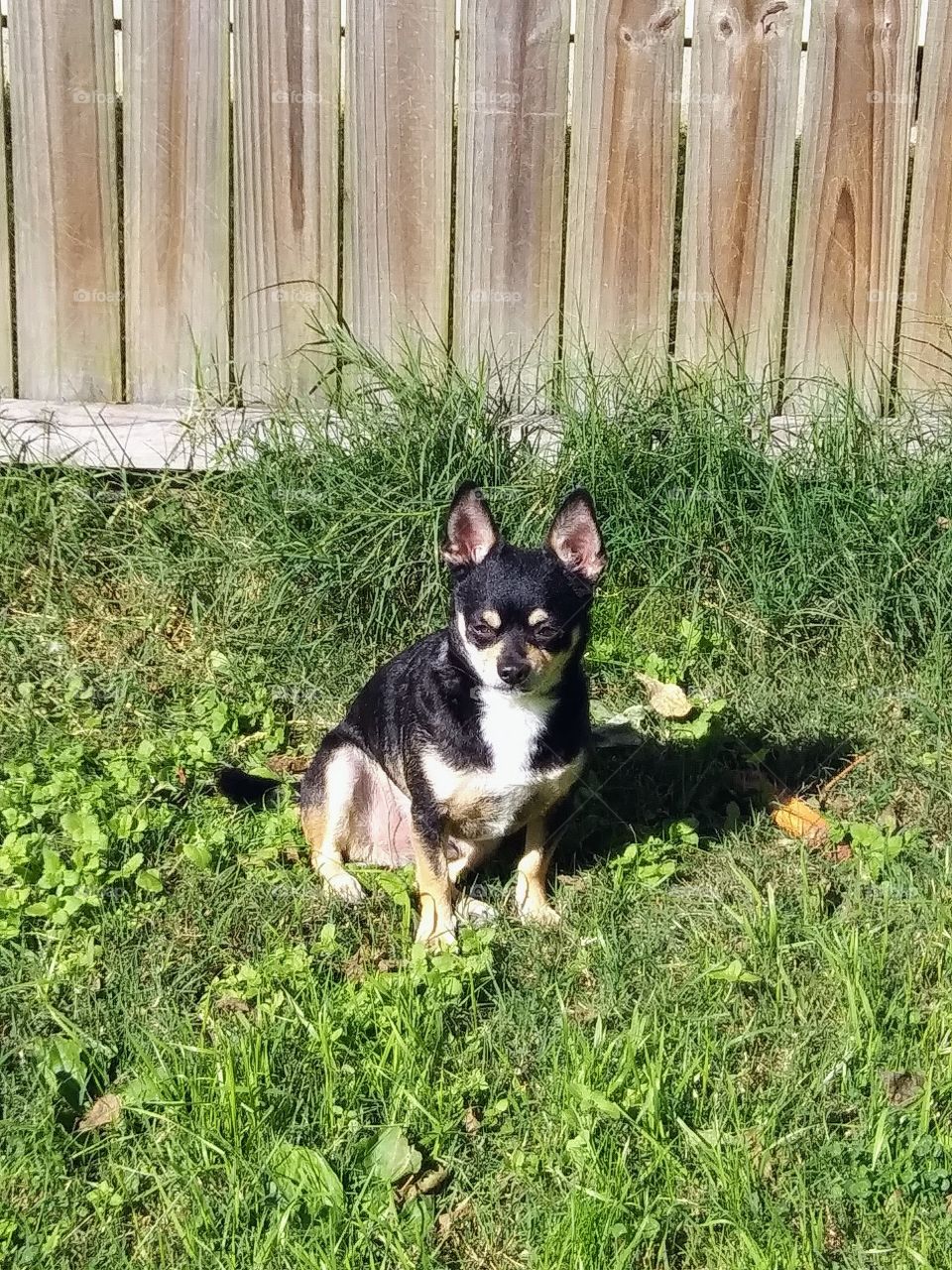 a dog and his shadow