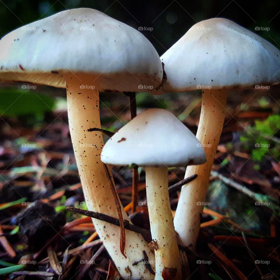 Toadstools