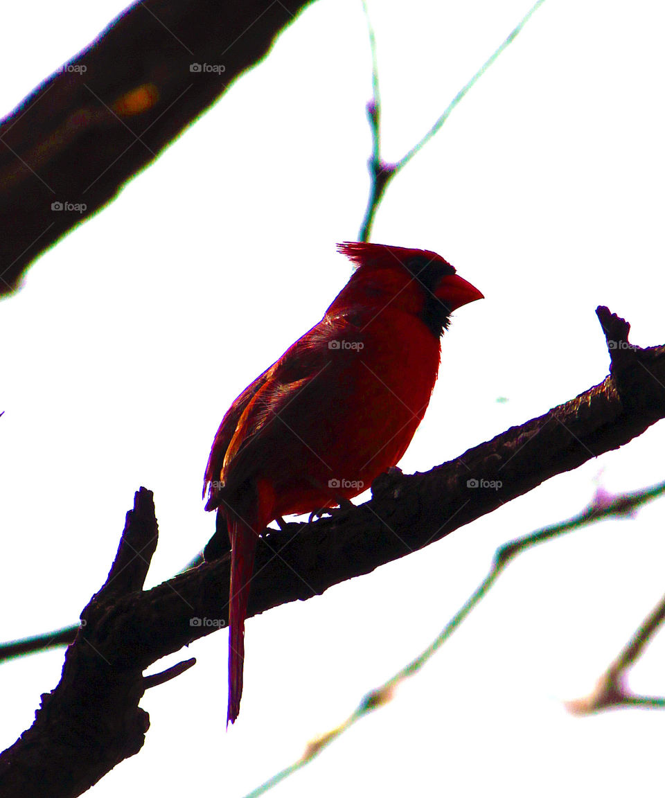 Cardinal. I am lucky to have a bevy of birds in my yard. This man.. Might be the most handsome. 