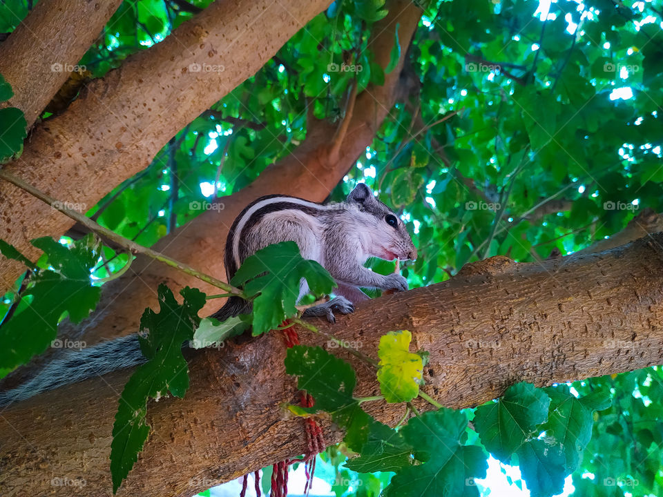 A natural view of a small Squirrel on the tree trunk