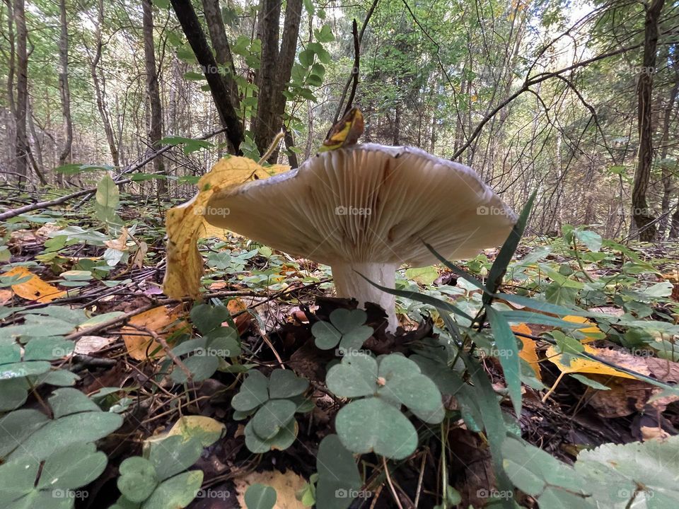  mushroom in autumn forest 