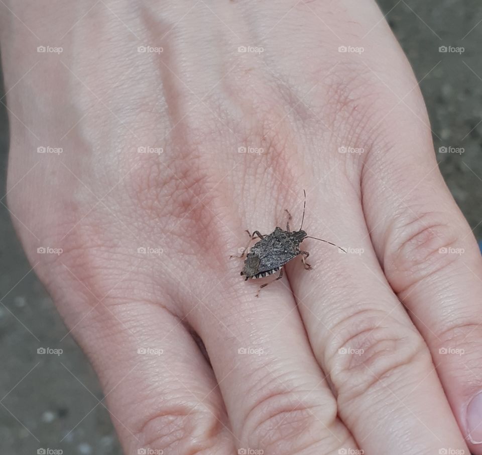 Stinking bug  Halyomorpha Halys bug of vegetable