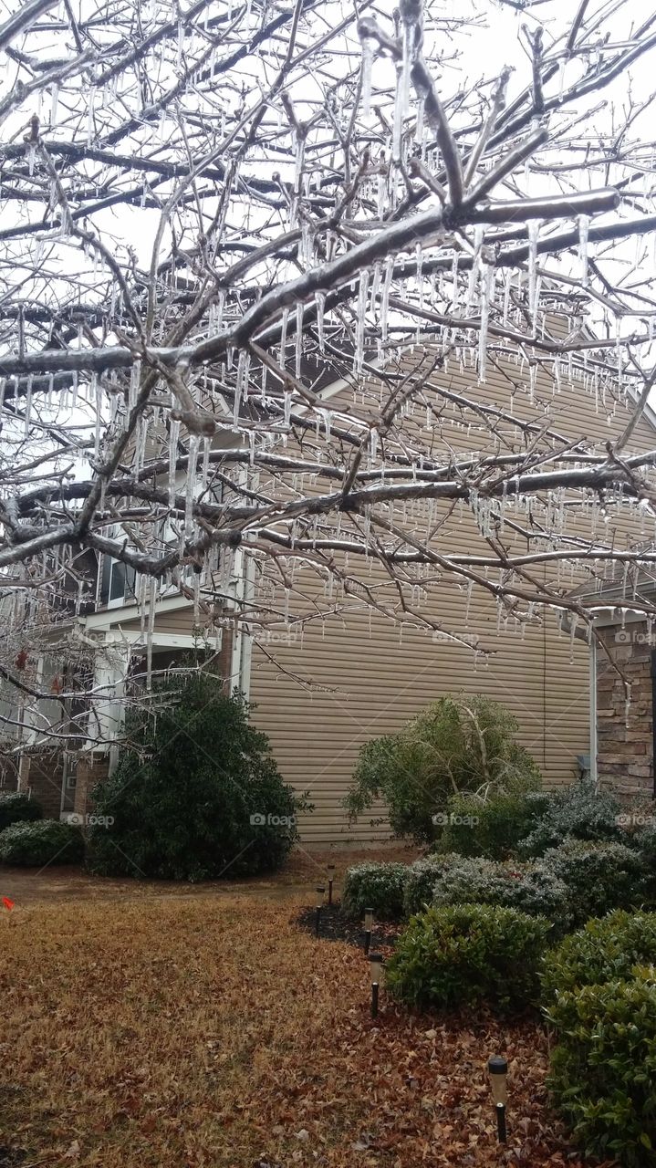 Ice Storm . Ice formed on our trees during a storm in Atlanta Georgia