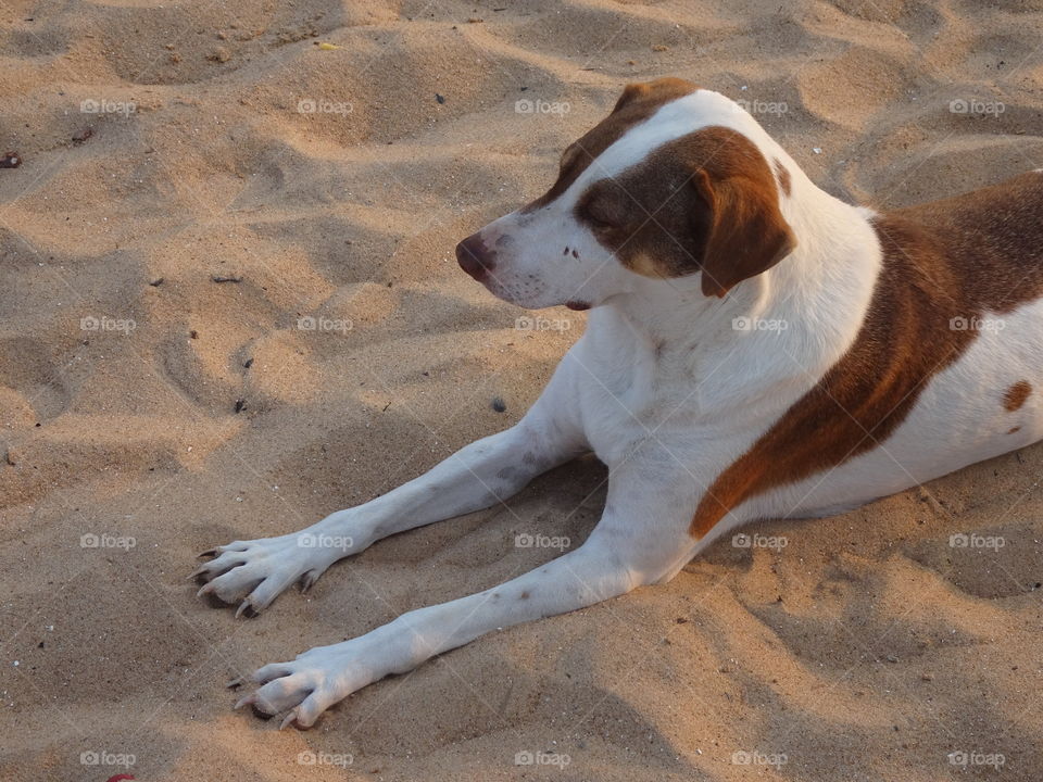 Indian dog basking in the soft sun on the beach