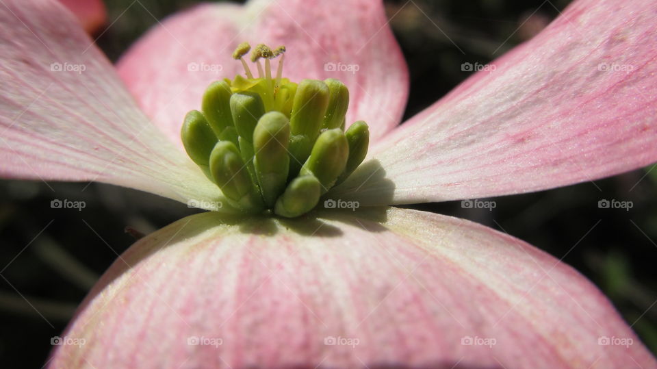 Close up of a pink dogwood