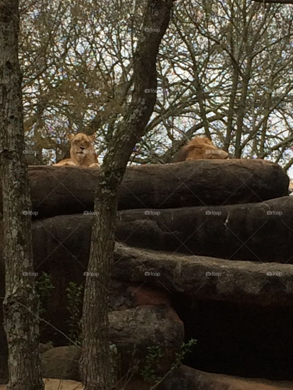 King of the Zoo Jungle