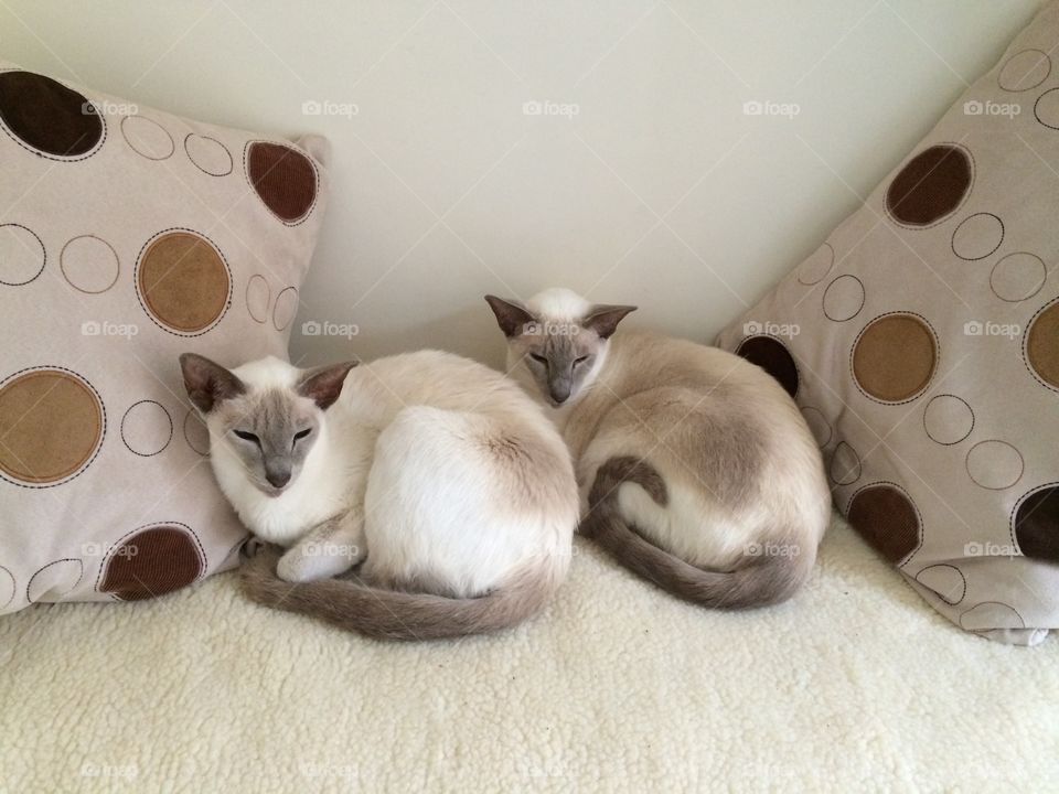 Siamese Cats Resting

