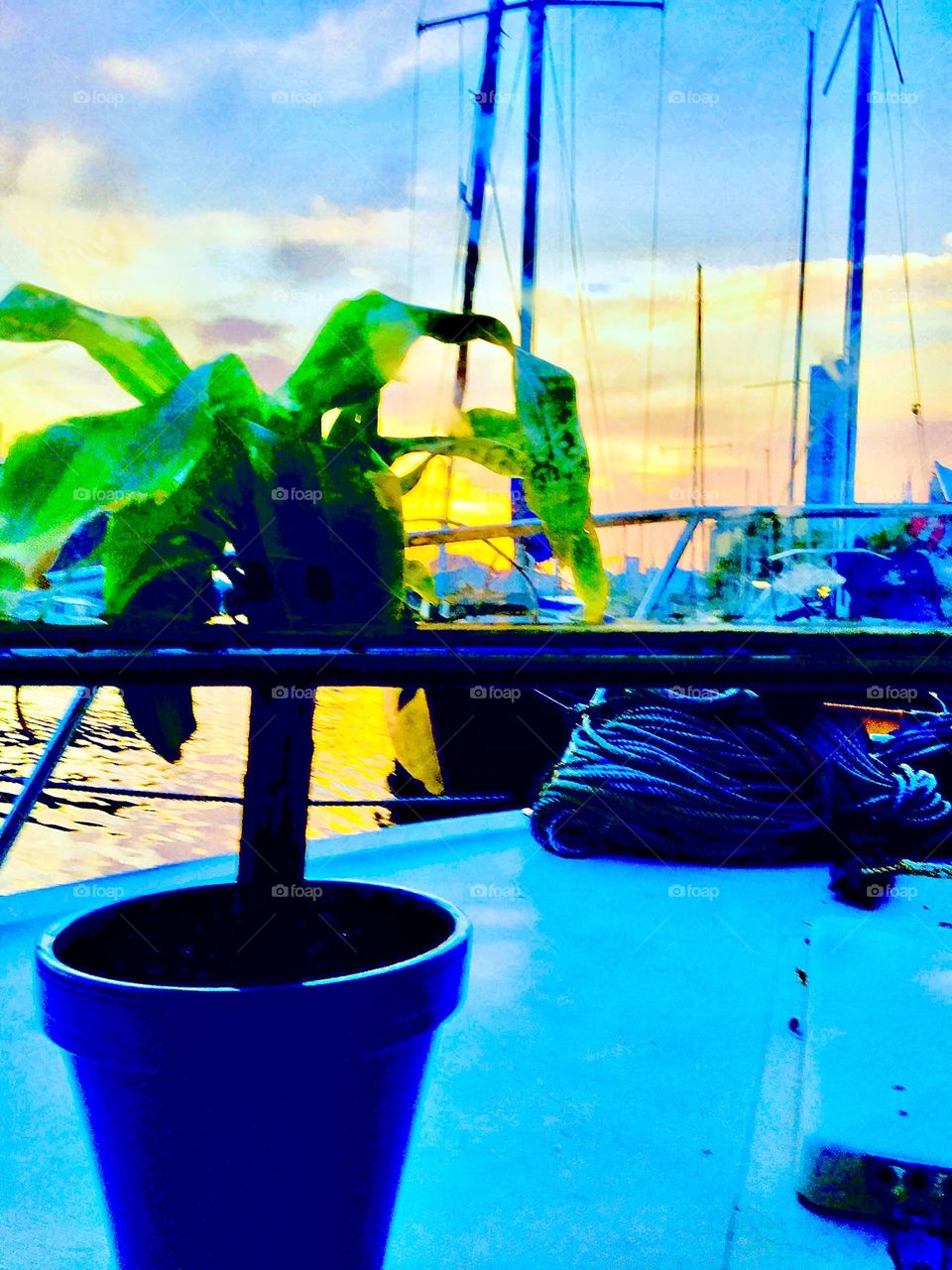 A small potted palm tree has been with us aboard the “Salvation” for about two years now. In the background the sun is setting over Newtown Creek in Long Island City, Queens, NY. 2021. Hypnotic Productions