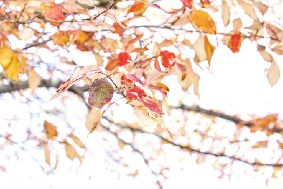 red fall leaves