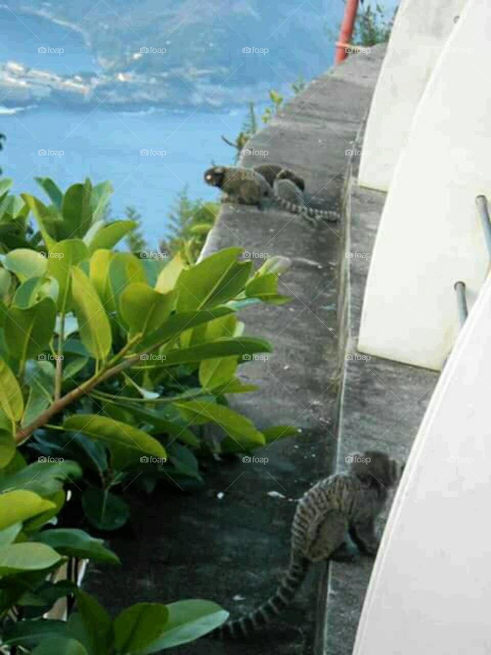 Monkeys in Rio