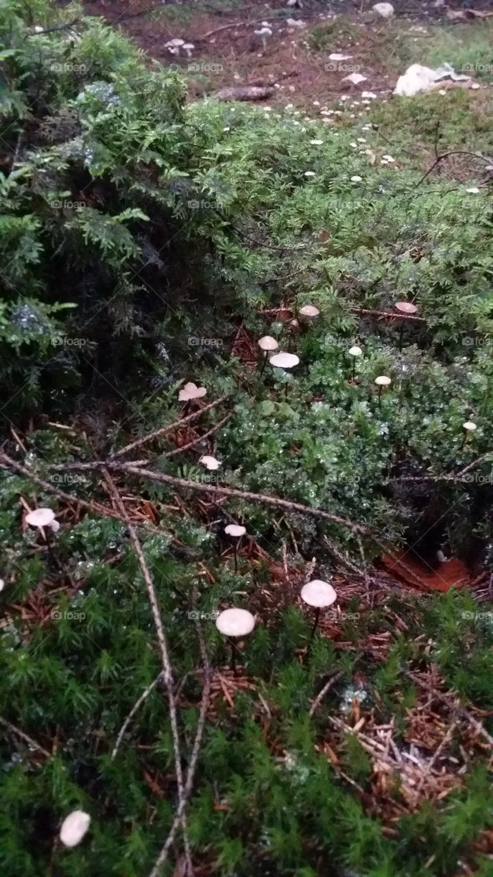svampskog. mushroom