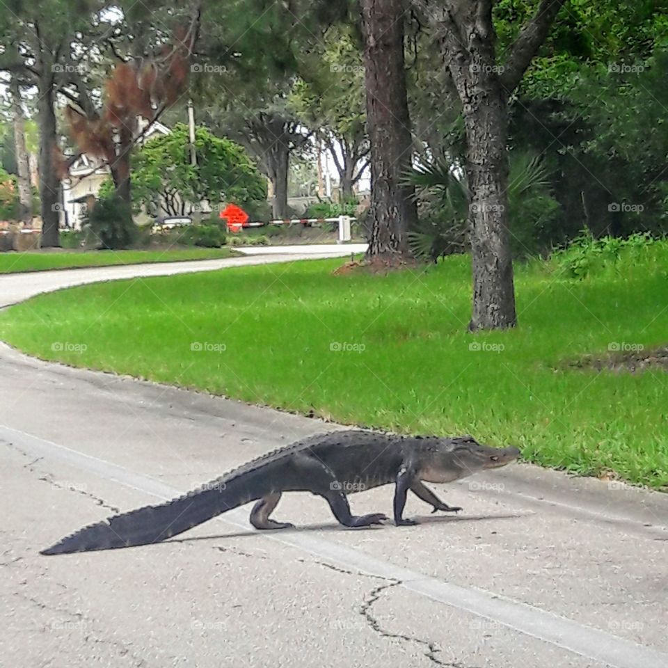 Street Walking Alligator