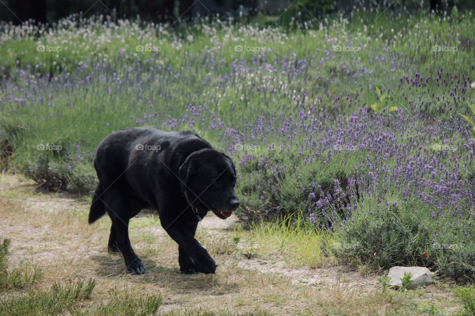 The guard of the lavender 