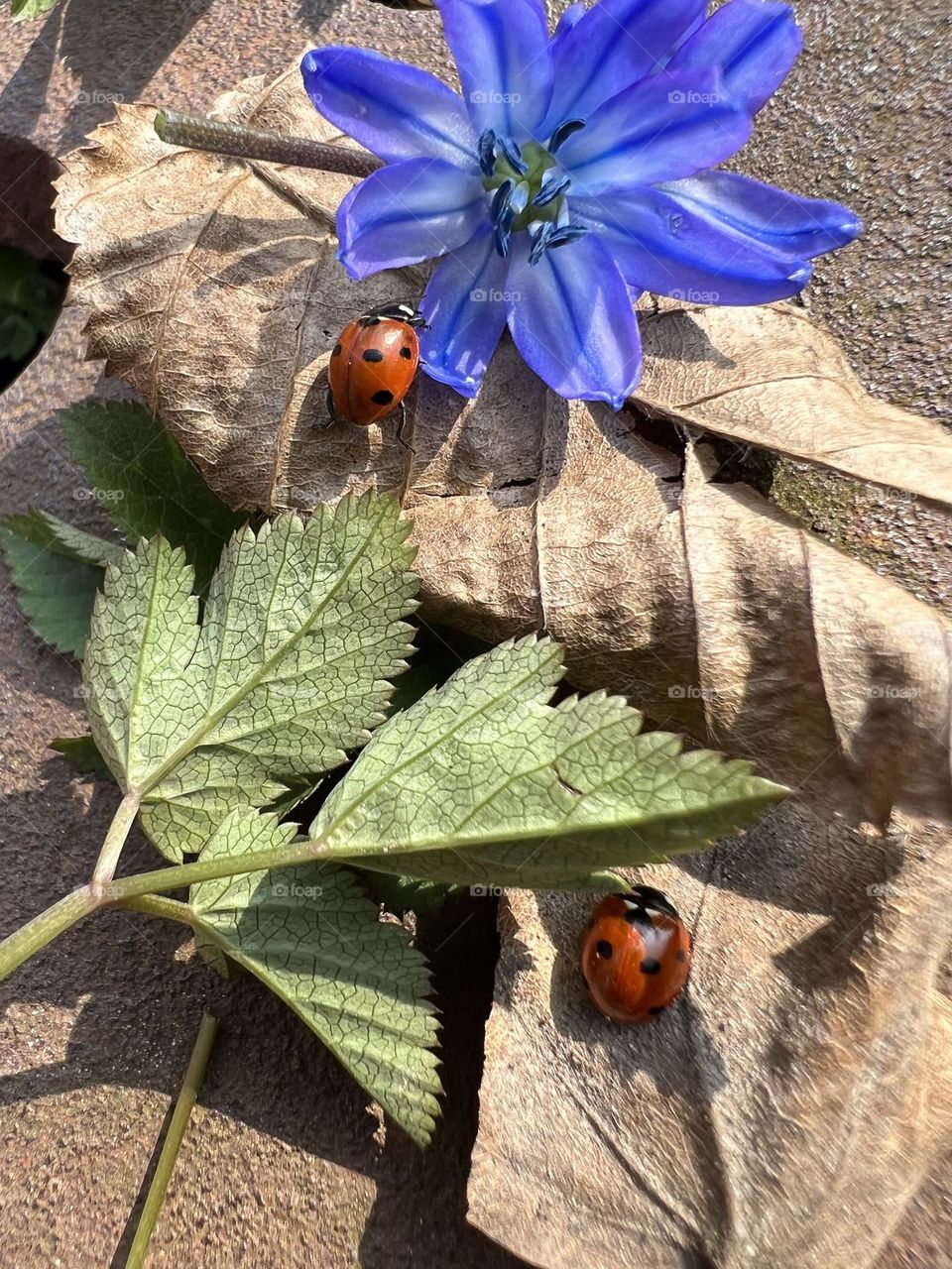 Close-up of two ladybugs on green leaves and blue flower